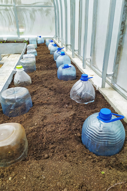 在温室或隧道中播种，关闭塑料瓶以防霜冻。图片下载