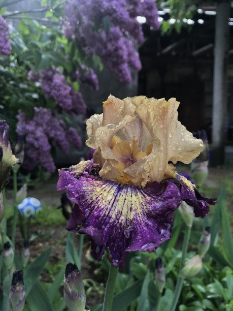 蝴蝶花盛开。被雨水或露珠覆盖的。图片下载
