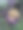 蝴蝶花盛开。被雨水或露珠覆盖的。图片下载