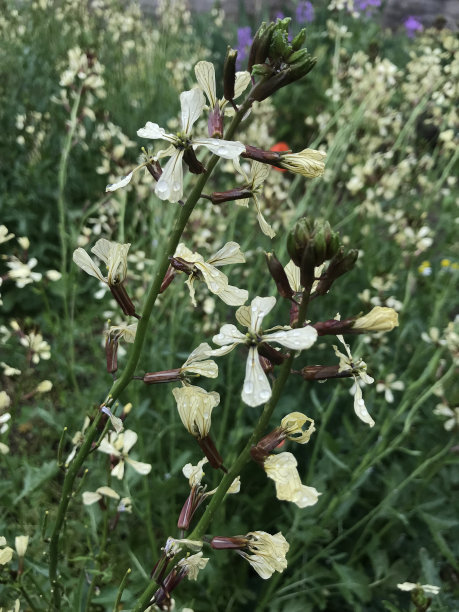 芝麻花。图片下载