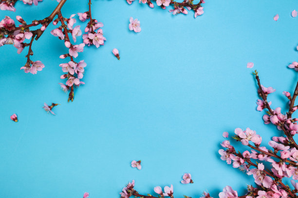 淡蓝色背景上的桃花。水果鲜花。——图片图片下载