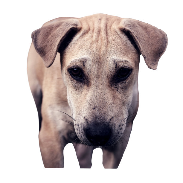 可爱的泰国小狗图片下载