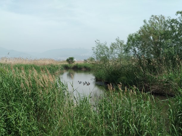 湖上的野鸭图片下载