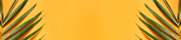 棕榈叶与坚硬的阴影在黄色的夏季墙壁背景在阳光假期。横幅复制空间展示设计图片下载