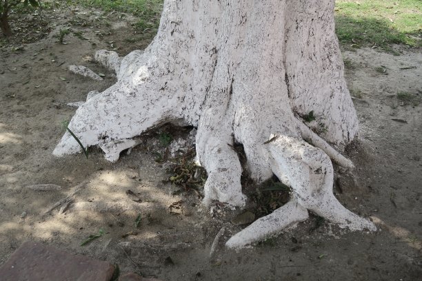 印度新德里，北方邦，印度，这是印度公园花园的树干被漆成白色，以保护免受昆虫，虫子，疾病，真菌的侵害图片下载