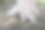 印度新德里，北方邦，印度，这是印度公园花园的树干被漆成白色，以保护免受昆虫，虫子，疾病，真菌的侵害图片下载