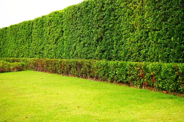 叶墙在自然与绿色的栅栏图片下载