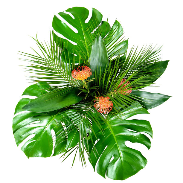 一束白色背景的热带树叶和红花图片下载