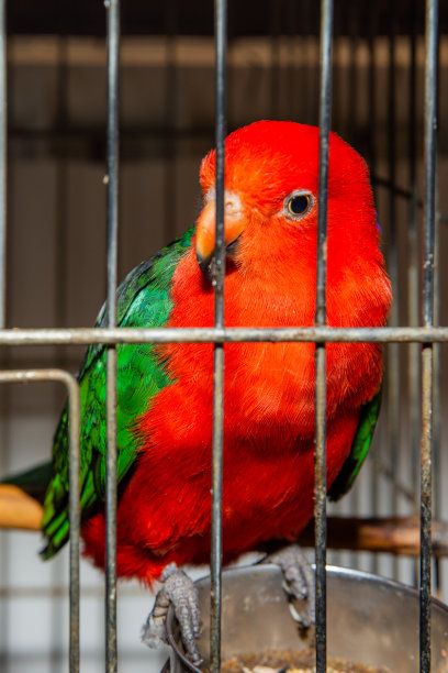 笼子里的红色鹦鹉图片下载