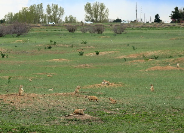 草原犬鼠在樱桃溪州立公园的聚居地图片下载