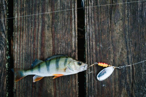 鱼,勺子。栖息在钩子。以棕色的木头为背景。钓鱼诱饵。近距离图片下载