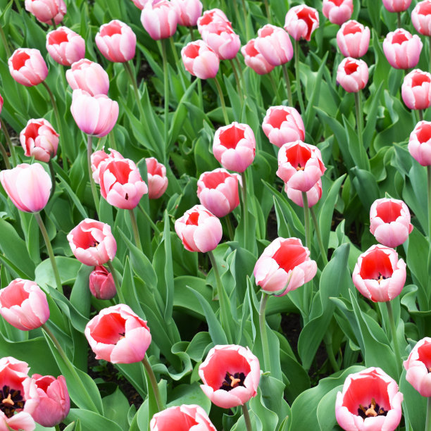 花园里有粉红色的郁金香。图片下载