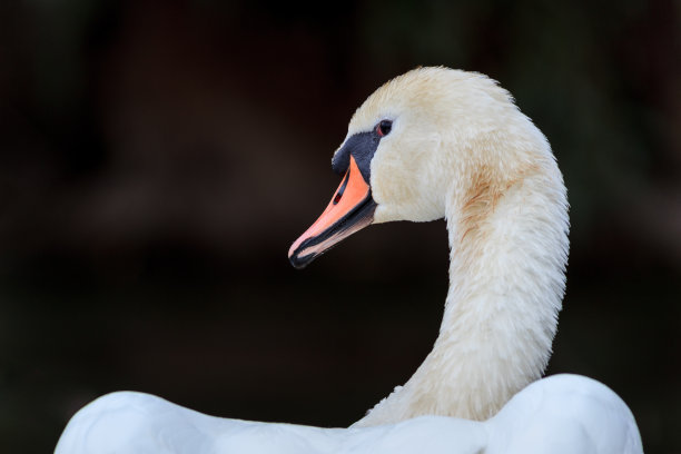 白天鹅图片下载