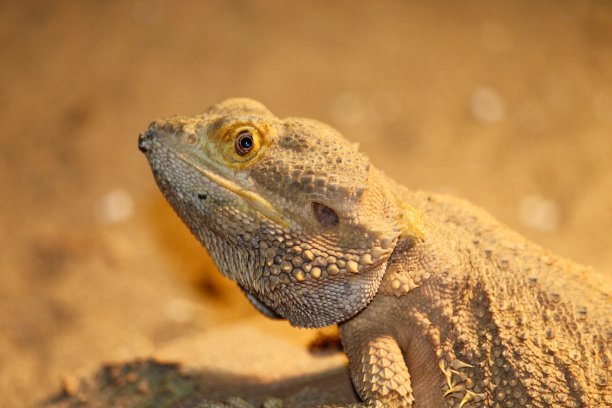 松狮蜥图片下载