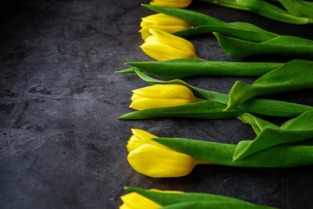 黄色的郁金香花在深色的背景上。等待春天。复活节快乐卡，妇女节，母亲节，3月8日。平面位置，俯视图。文本。图片下载