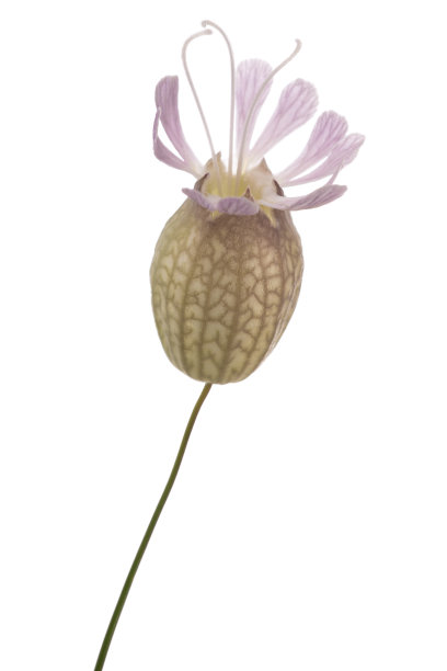 少女花图片下载