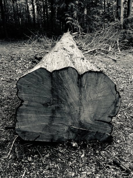这是一张用电锯锯倒的一根又长又直的树干末端的黑白照片。图片下载