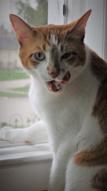 毛皮法姆图片下载