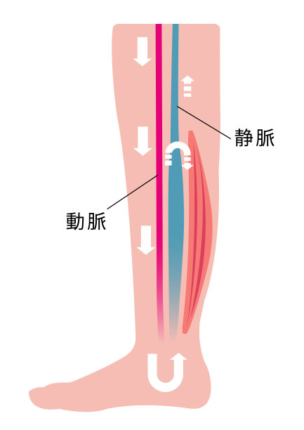腿部肿胀(水肿)的原因。血液中的水分停滞，静脉压力上升。平面插图(日本)图片下载