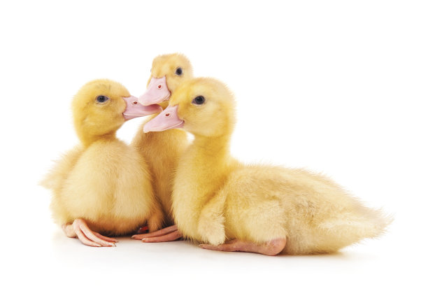 一群小鸭子。图片下载