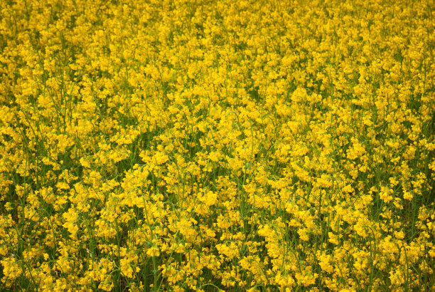 黄田油菜籽开花了图片下载