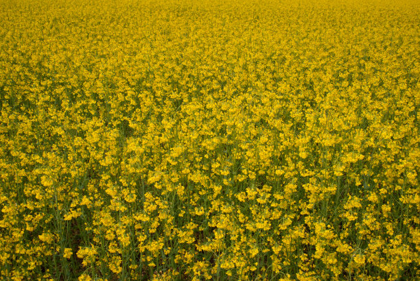 黄田油菜籽开花了图片下载