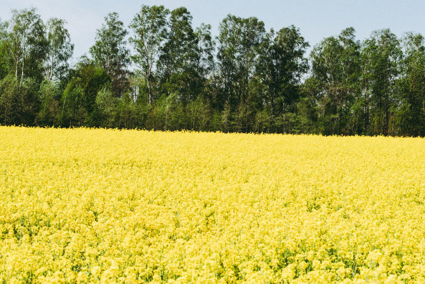 黄田油菜籽开花了图片下载