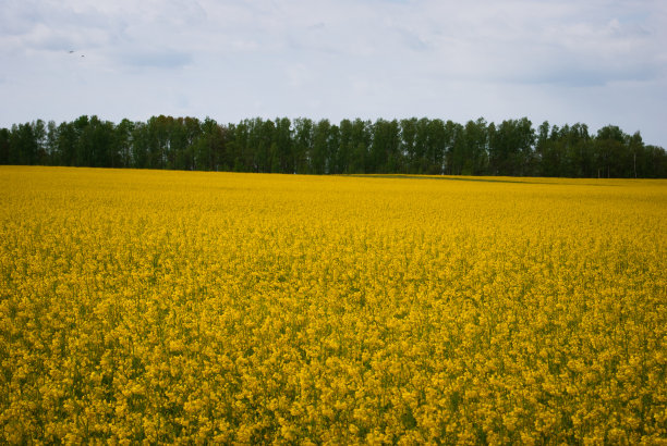 黄田油菜籽开花了图片下载