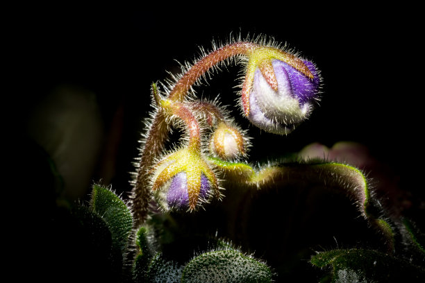 未开花的小花紫罗兰宏观特写。紫罗兰和小插图的创意照片。紫罗兰花的纹理。图片下载