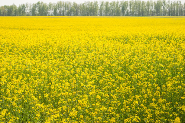 黄田油菜籽开花了图片下载