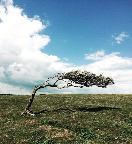 一棵被风吹过的山楂树的彩色照片。图片下载