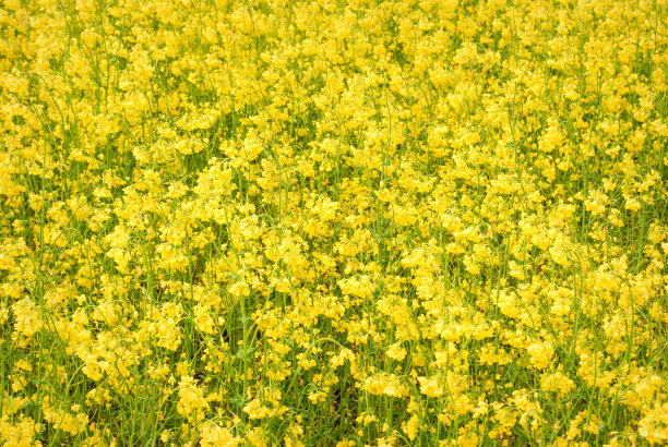 黄田油菜籽开花了图片下载
