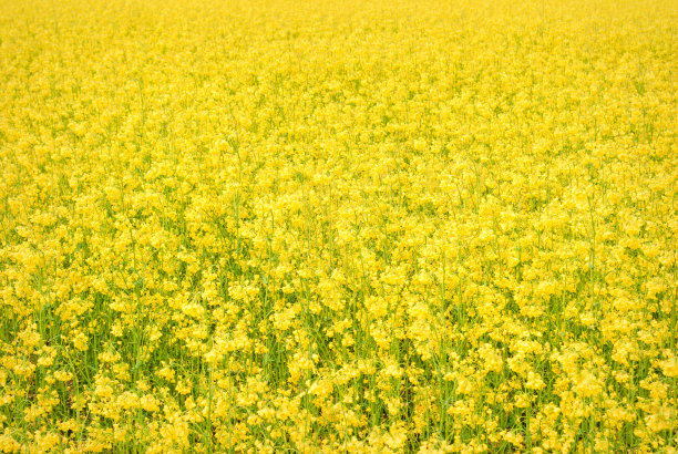黄田油菜籽开花了图片下载