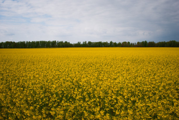 黄田油菜籽开花了图片下载