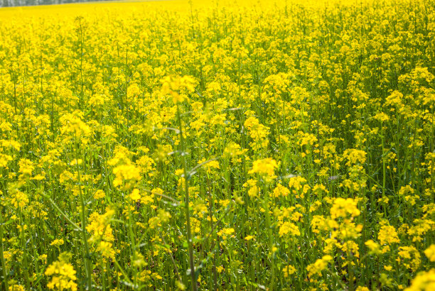 黄田油菜籽开花了图片下载