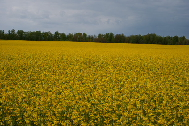 黄田油菜籽开花了图片下载