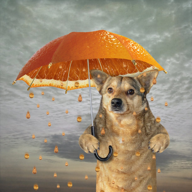 橙色伞下的狗图片下载