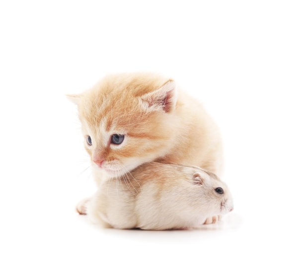 小猫和仓鼠。图片下载