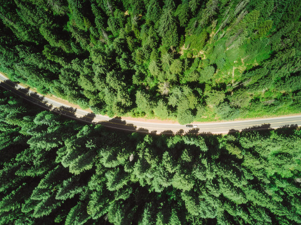 森林中央的那条路图片下载
