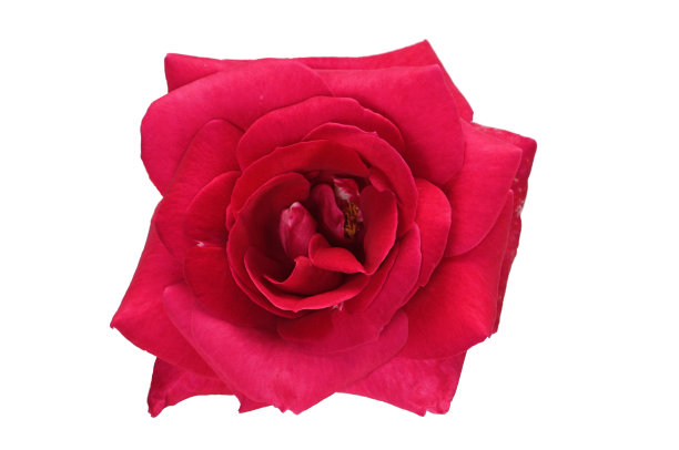 白色背景上盛开的红玫瑰花蕾图片下载