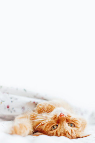 可爱的姜黄色的猫躺在床上的毯子下面。毛茸茸的宠物舒舒服服地躺下睡觉。舒适的家庭背景与有趣的宠物。文本。图片下载