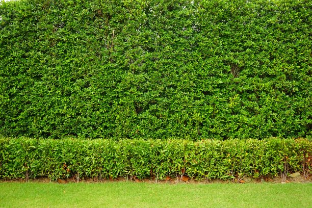 天然栅栏白绿叶背景图片下载