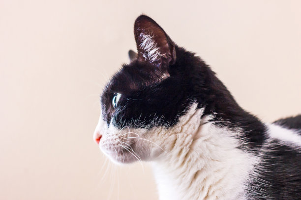 黑白相间的大绿眼睛的猫看向别处。图片下载