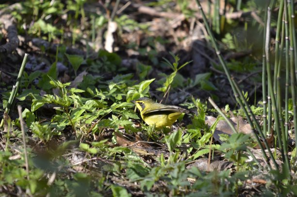 成年雄性肯塔基林莺图片下载