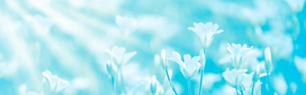 野白花在绿松石背景在阳光，旗帜。有选择性的重点图片下载