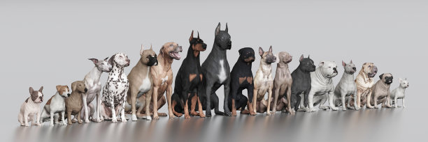 大的小的各种狗坐在一起3d渲染图片下载