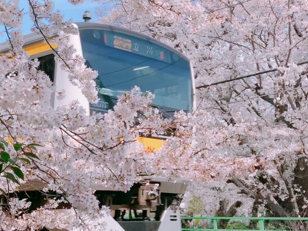 樱花盛开图片下载