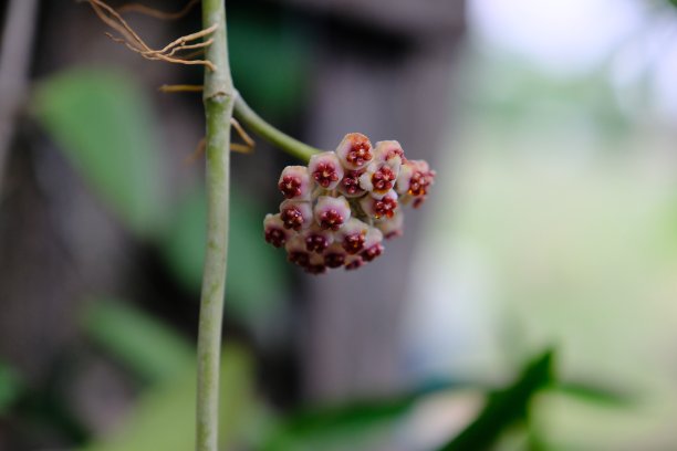 春天和开花的hoya植物图片下载