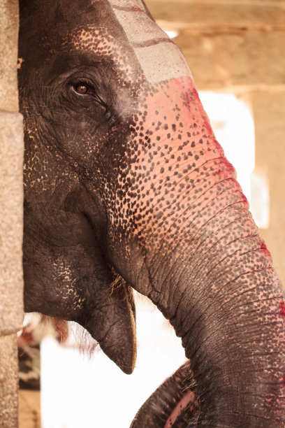 微笑的大象，画着鼻子——象鼻图片下载