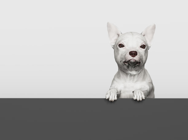 吉娃娃背后卡板白色背景3d渲染图片下载